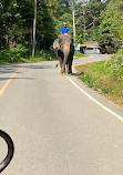 BangKaew Elephant Camp