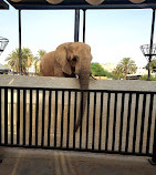 Riyadh Zoo