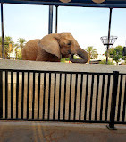 Riyadh Zoo