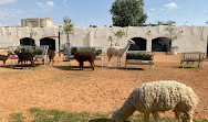 Riyadh Zoo