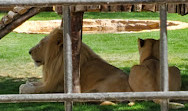 Riyadh Zoo