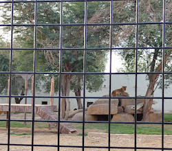 Riyadh Zoo