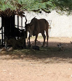 Riyadh Zoo