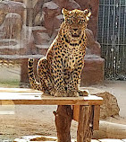 Riyadh Zoo