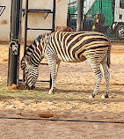 Riyadh Zoo