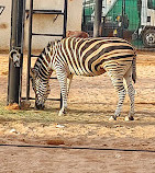 Riyadh Zoo