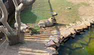 Riyadh Zoo