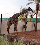 Riyadh Zoo