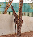 Riyadh Zoo