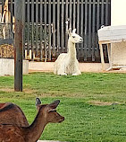 Riyadh Zoo