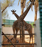 Riyadh Zoo