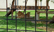 Riyadh Zoo