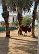 Riyadh Zoo