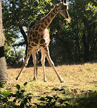 Zoológico do Bronx