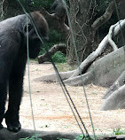 Zoo del Bronx