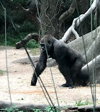 Zoo del Bronx
