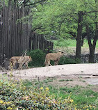 حديقة حيوانات برونكس