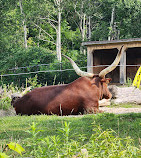 Toronto Zoo