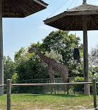 Toronto Zoo