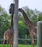 Toronto Zoo