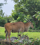 Toronto Zoo