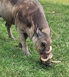 Toronto Zoo