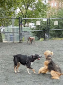 Upshur Dog Park