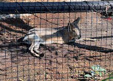 Zoo du parc Assiniboine