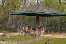 Zoo du parc Assiniboine