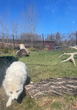 Zoo du parc Assiniboine