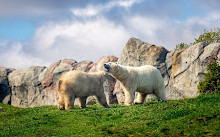 Zoo du parc Assiniboine