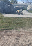 Zoo du parc Assiniboine