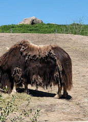 Zoo du parc Assiniboine