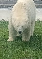 Centro Internacional de Conservação do Urso Polar Leatherdale