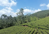 Munnar Tour Guide