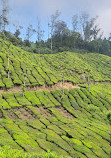 Munnar Tour Guide