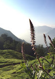 Munnar Tour Guide