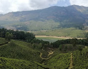 Munnar Tour Guide