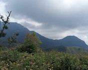 Munnar Tour Guide