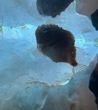 Vancouver Aquarium