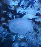 Vancouver Aquarium