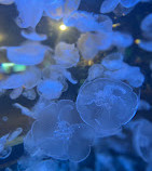 Vancouver Aquarium