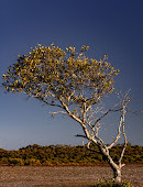 Point Halloran Conservation Area