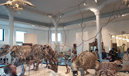 Американский музей естественной истории