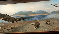 Amerikaans natuurhistorisch museum