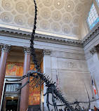 Museo americano di storia naturale