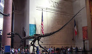 Amerikan Doğa Tarihi Müzesi