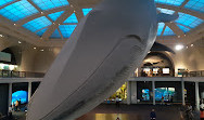 Muséum américain d'histoire naturelle
