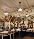Amerikan Doğa Tarihi Müzesi