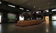 Amerikaans natuurhistorisch museum